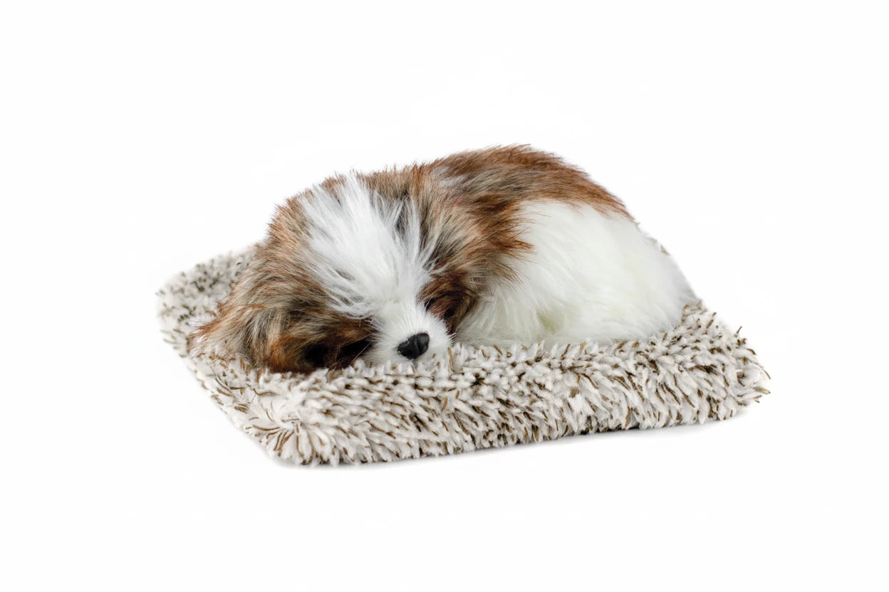 Mini Shih Tzu