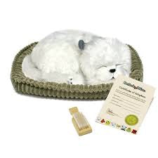 Perfect Petzzz Maltese