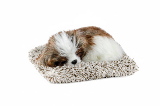 Mini Shih Tzu