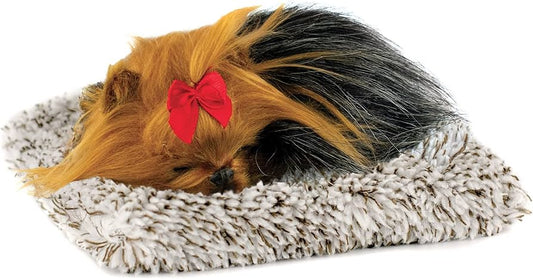 Mini Yorkie