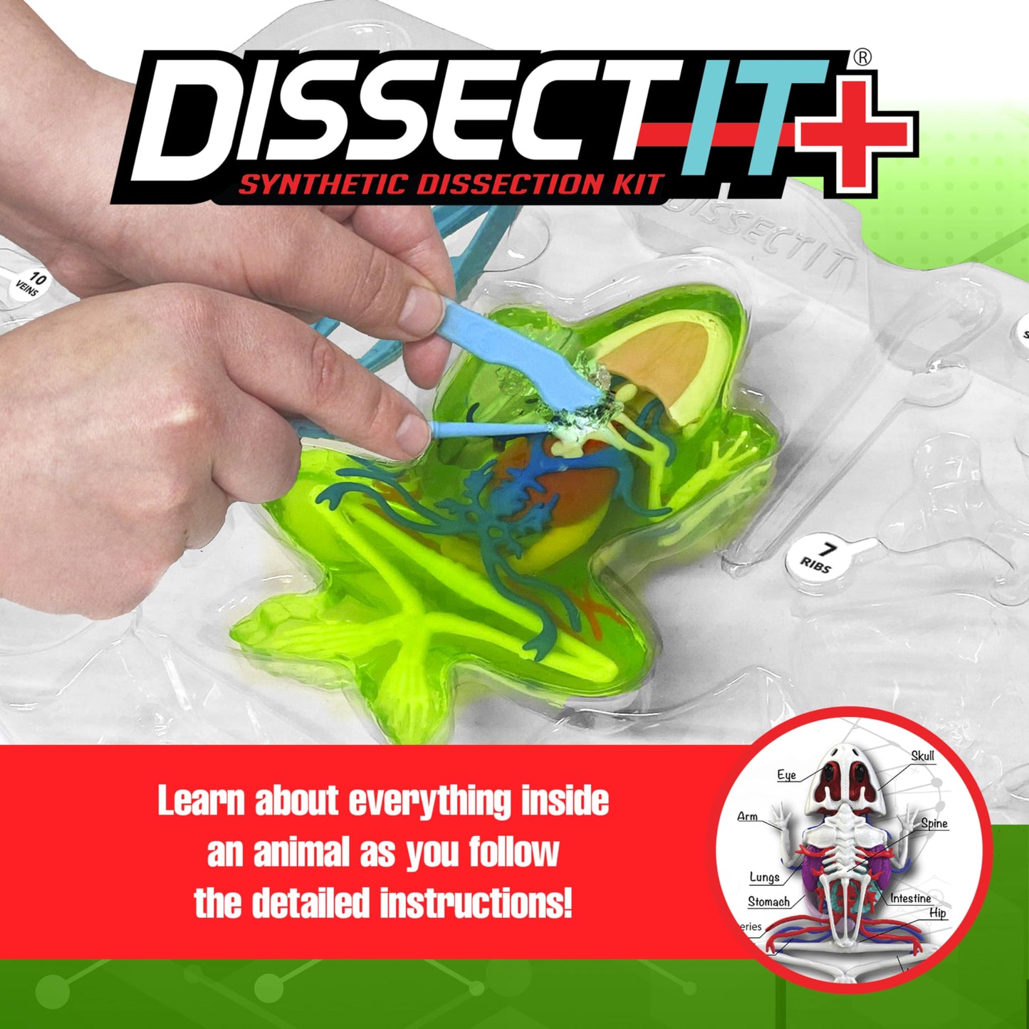Dissect IT Super Frog Lab