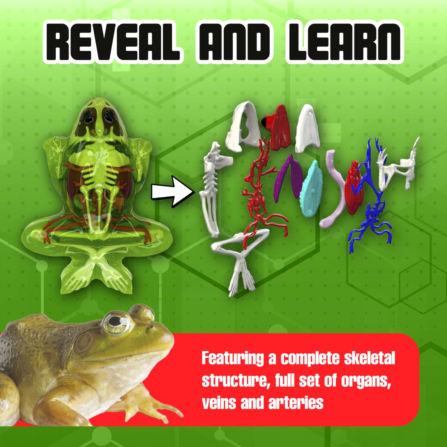 Dissect IT Super Frog Lab