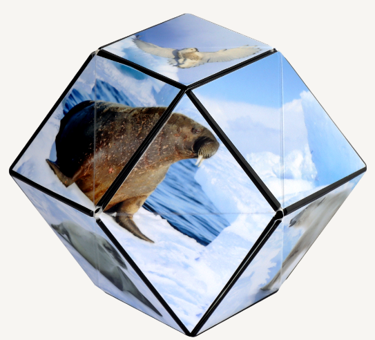 Shasibo Artic