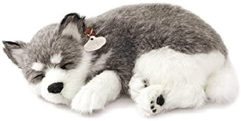 Alaskan Husky