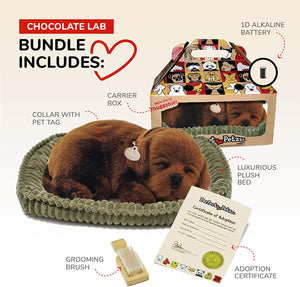 Pp Chocolate Lab