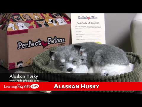 Alaskan Husky