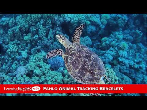 White Howlite Turtle